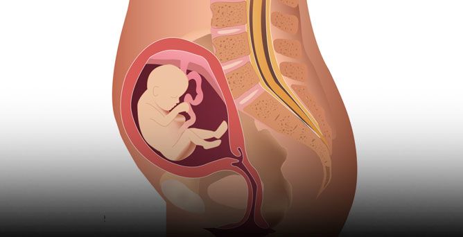 Tredicesima settimana di gravidanza